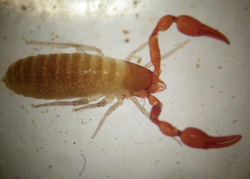 Neobisium sp.